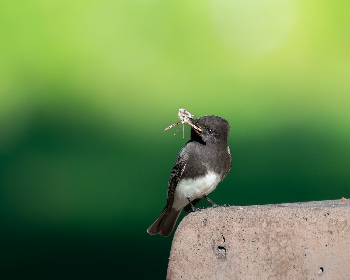 Black Phoebe - ML646492414