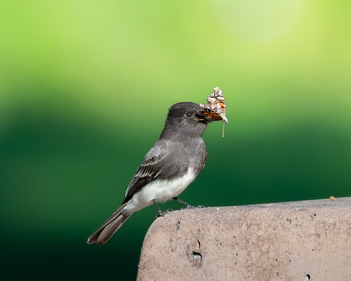 Black Phoebe - ML646492415