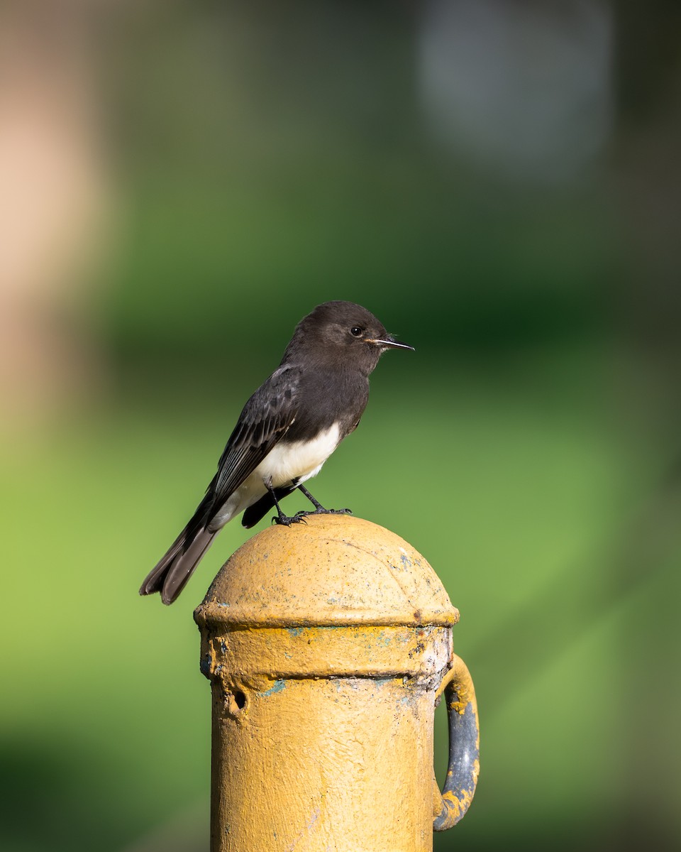 Black Phoebe - ML646492416