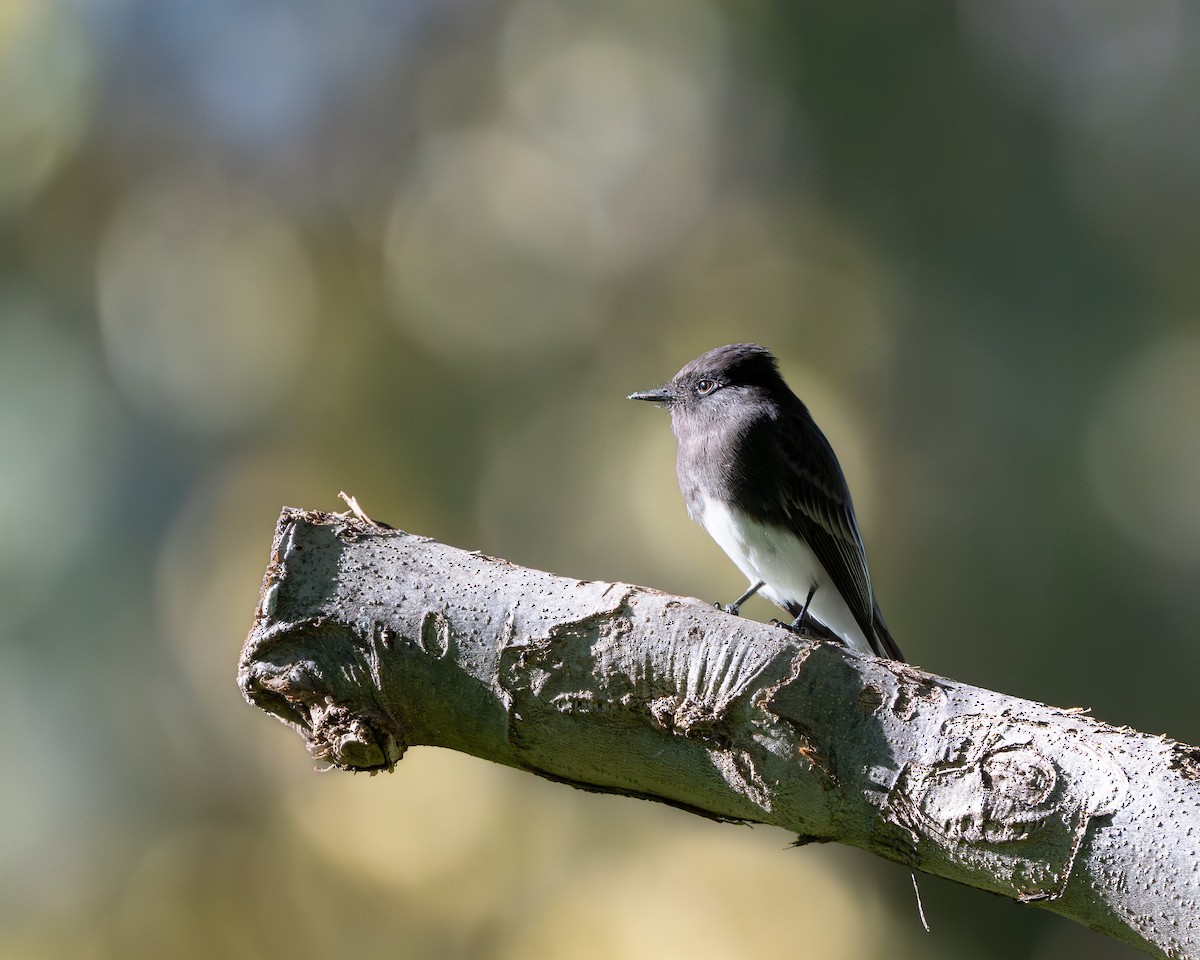 Black Phoebe - ML646492417