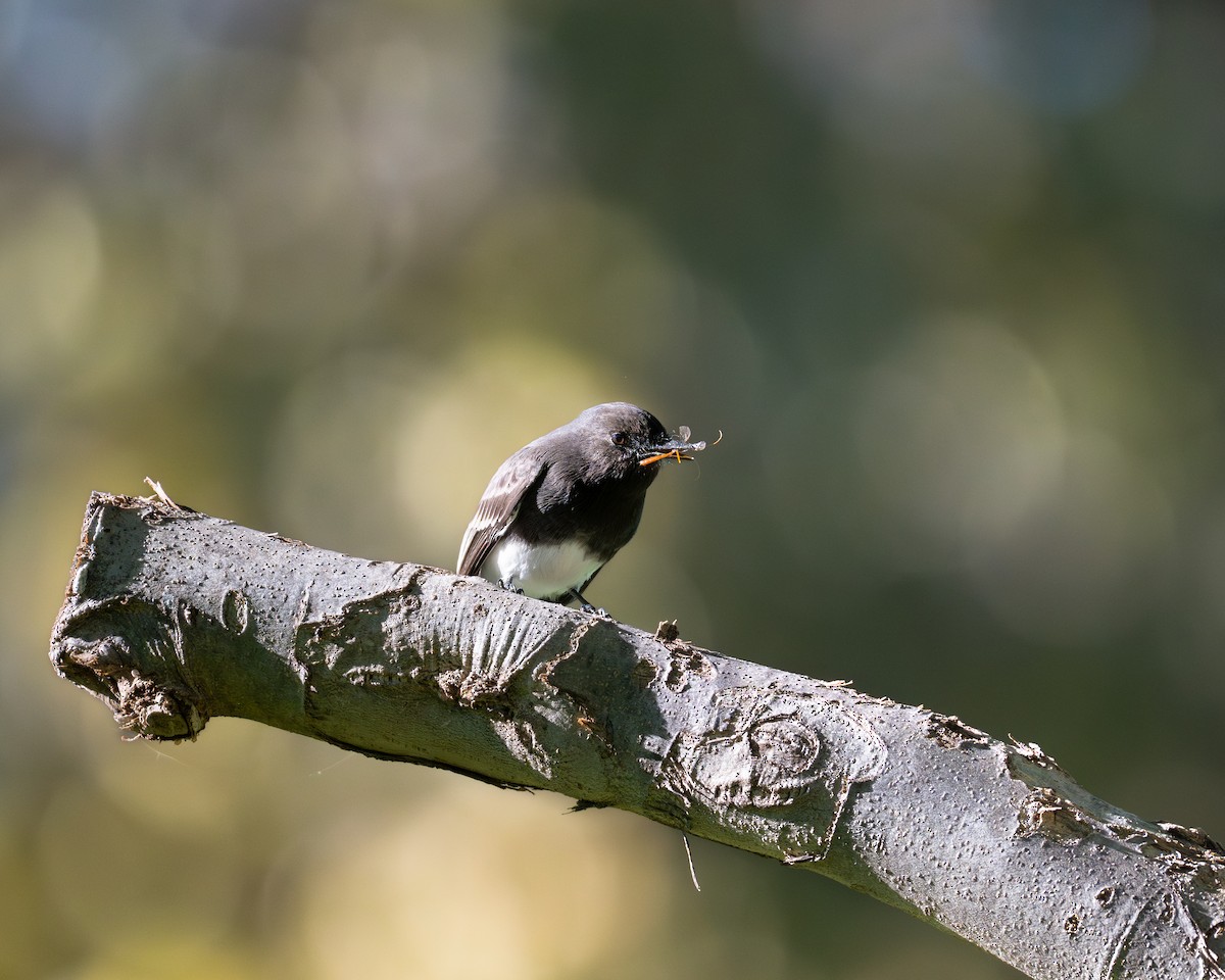 Black Phoebe - ML646492418