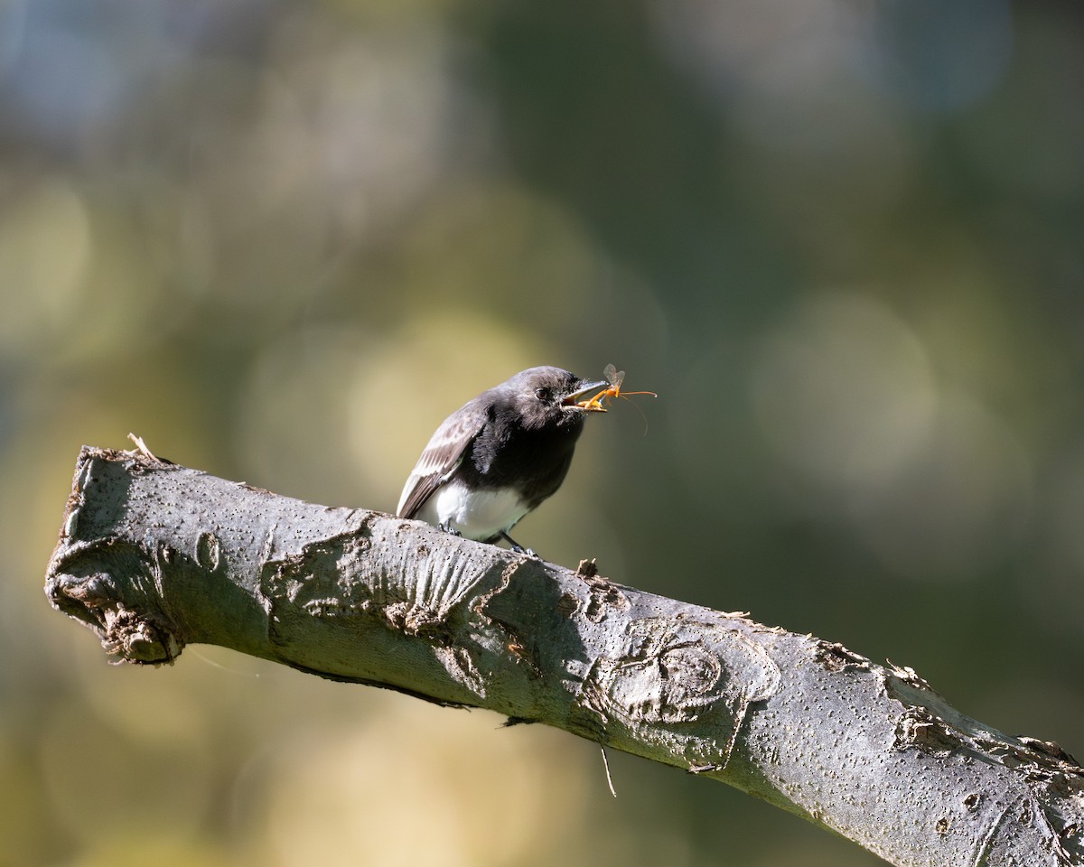 Black Phoebe - ML646492419