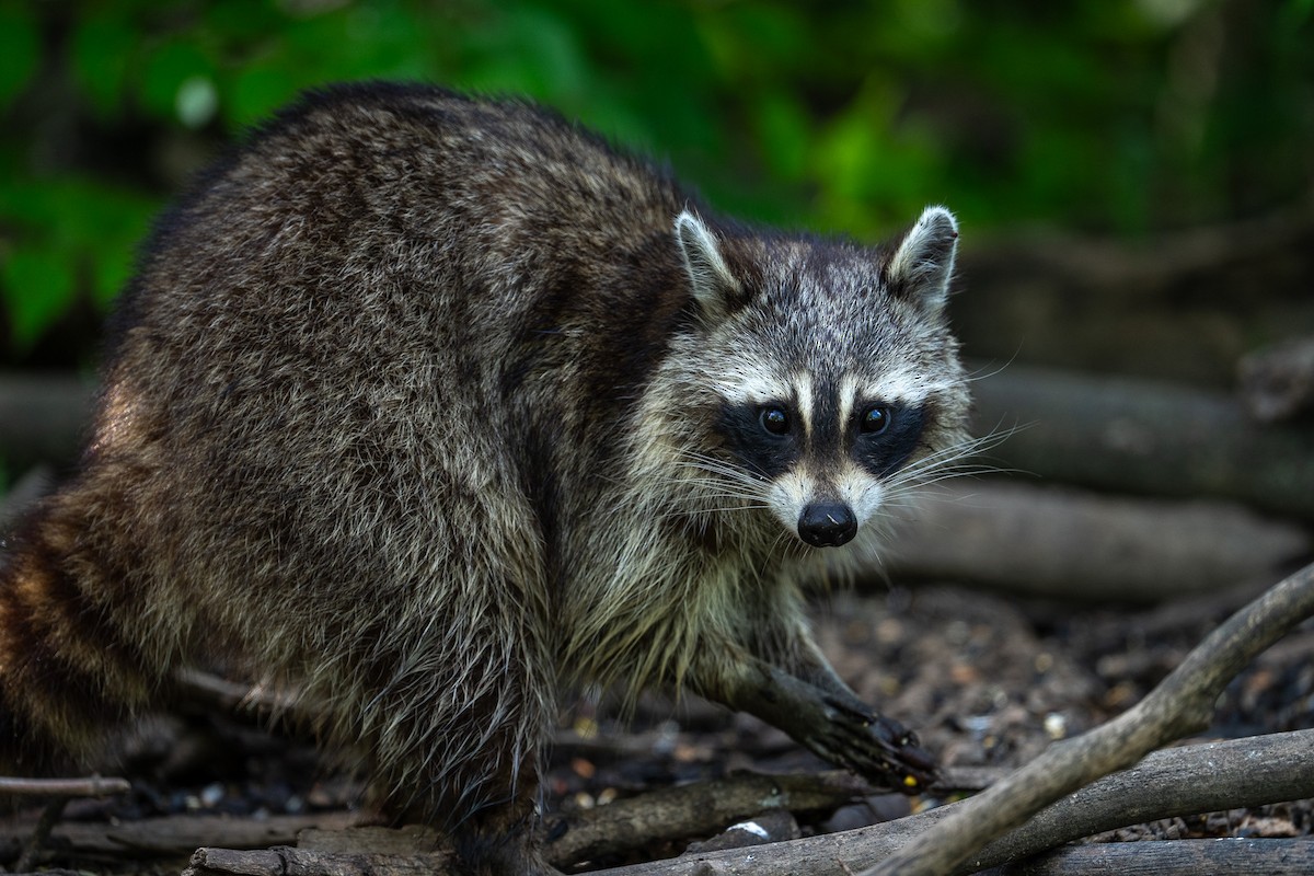 Eastern Raccoon - ML646492435