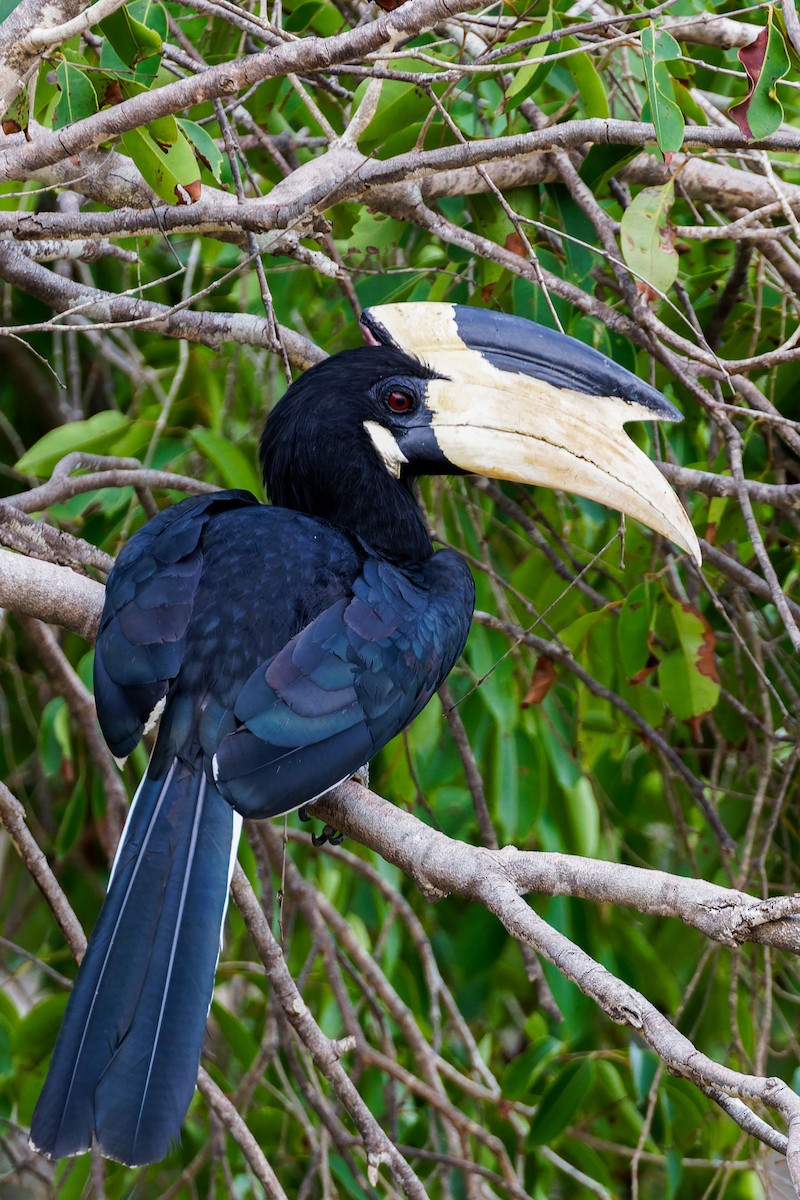 Malabar Pied-Hornbill - ML646492444