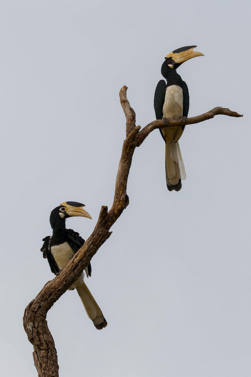 Malabar Pied-Hornbill - ML646492445