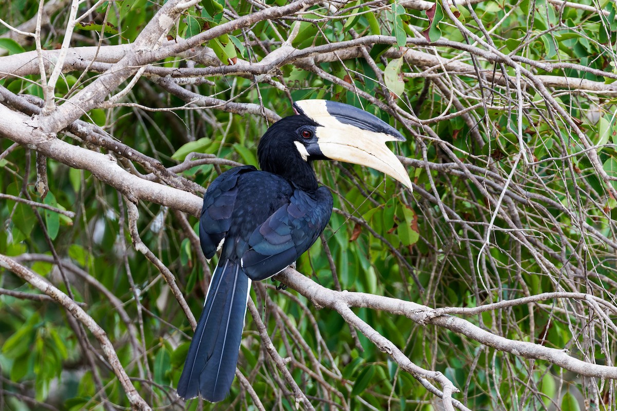 Malabar Pied-Hornbill - ML646492446