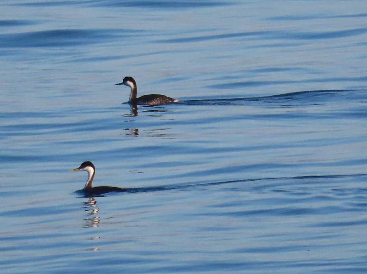 Western Grebe - ML646492451