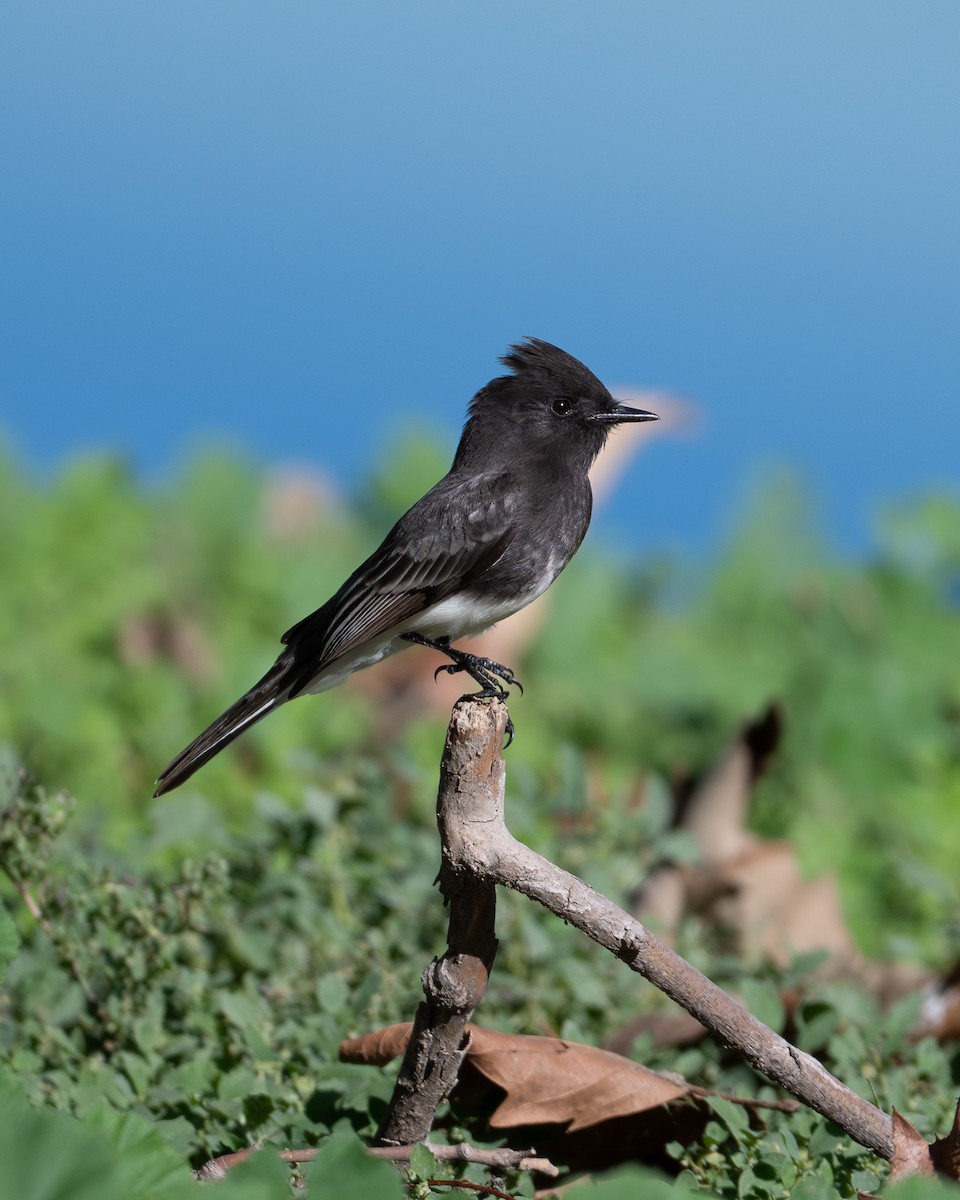 Black Phoebe - ML646492452
