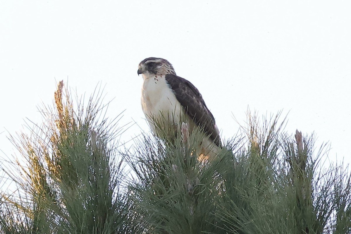 Short-tailed Hawk - ML646492455