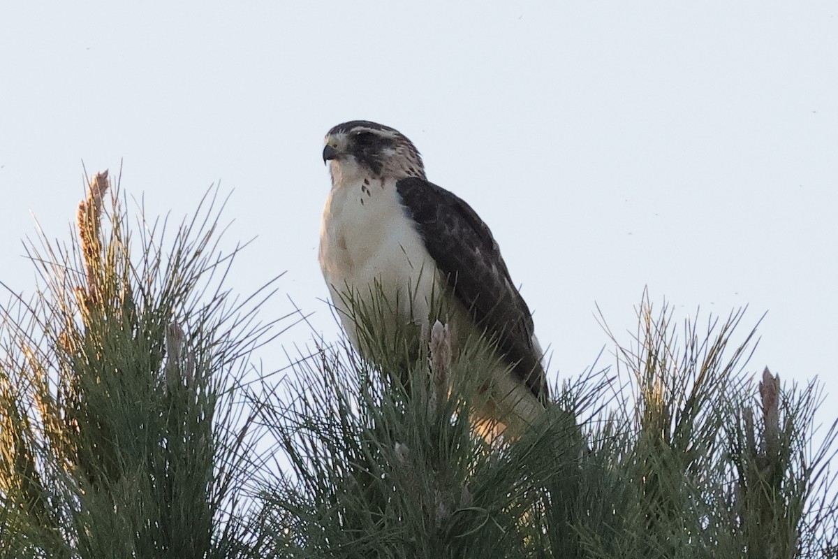 Short-tailed Hawk - ML646492456