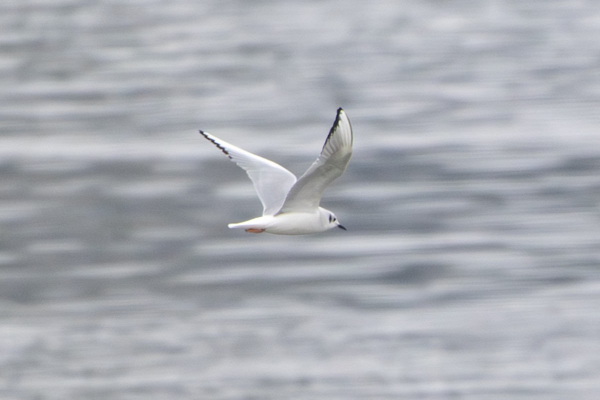 Mouette de Bonaparte - ML646492457