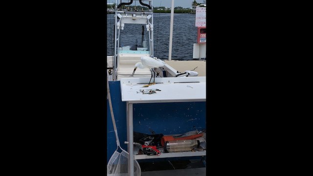 Снежная цапля - ML646492464