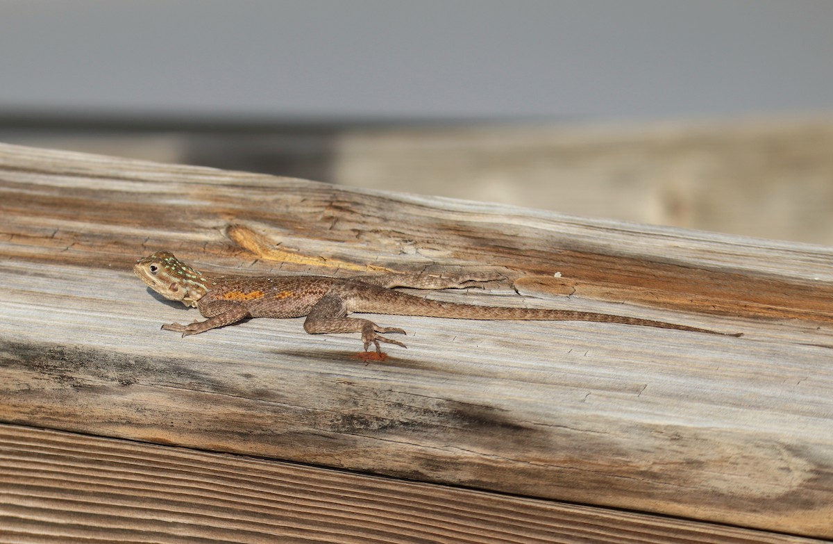 Eastern Fence Lizard - ML646492465