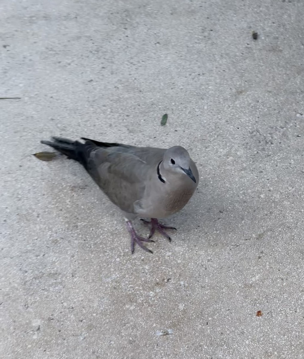 Eurasian Collared-Dove - ML646492476