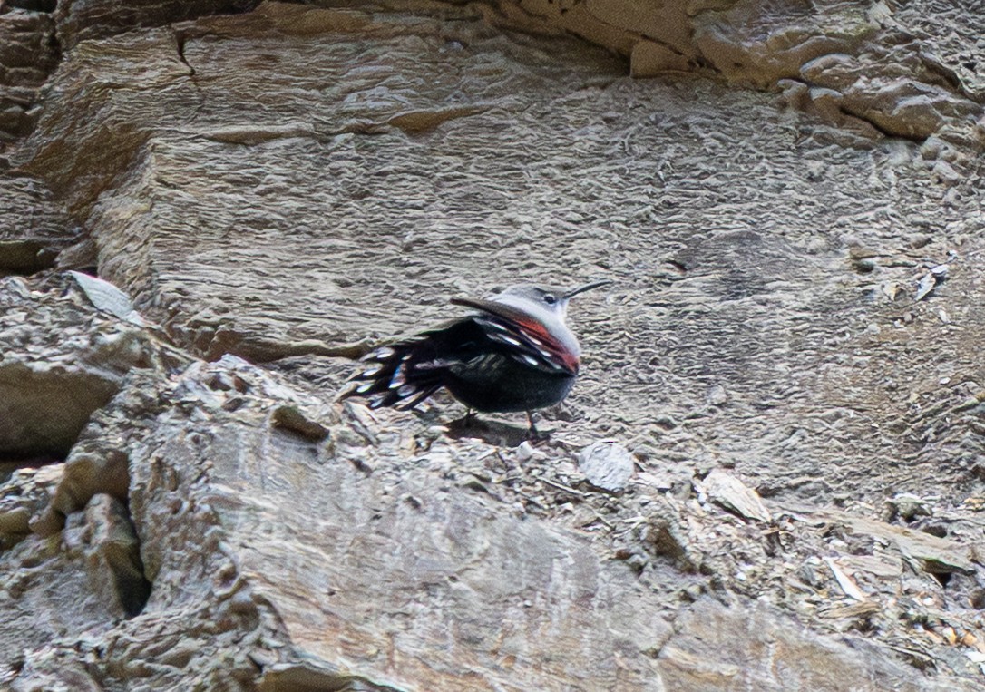 Wallcreeper - ML646492477