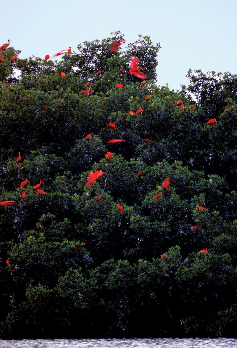 ショウジョウトキ - ML646492490