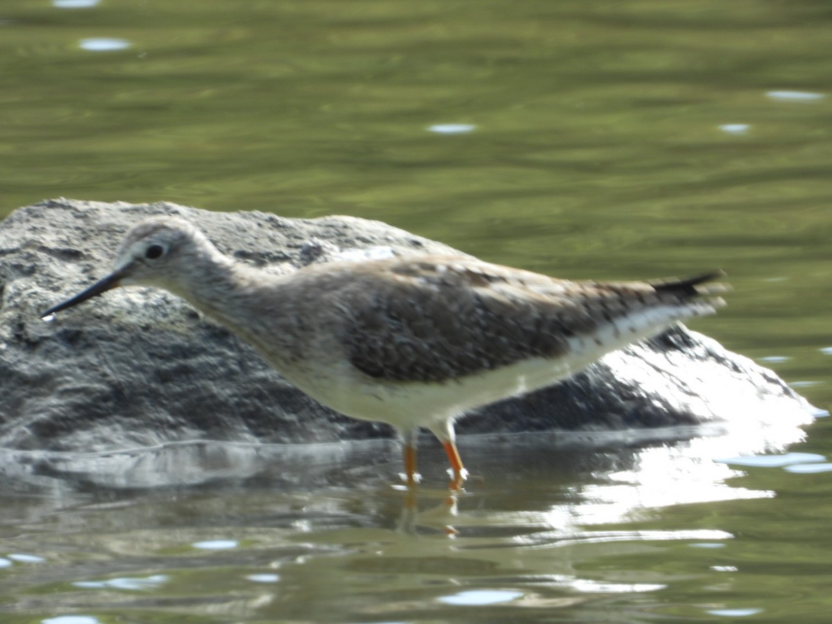小黃腳鷸 - ML646492492