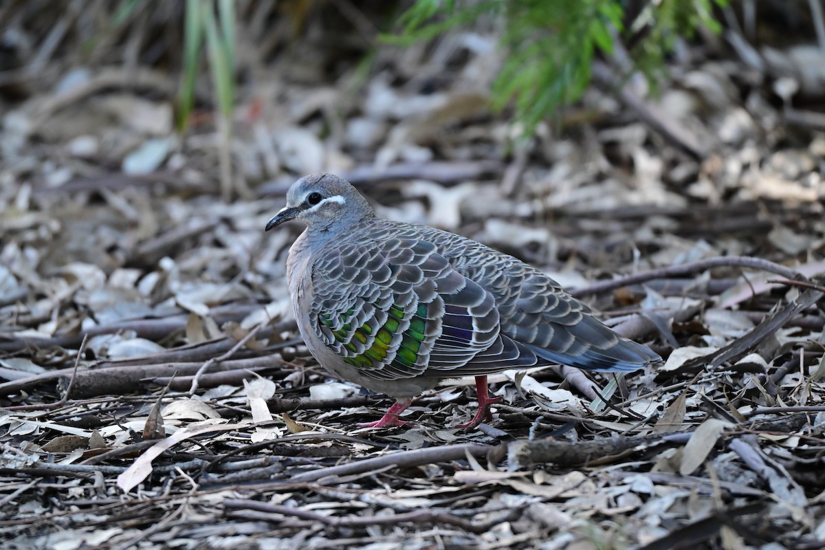 Common Bronzewing - ML646492497