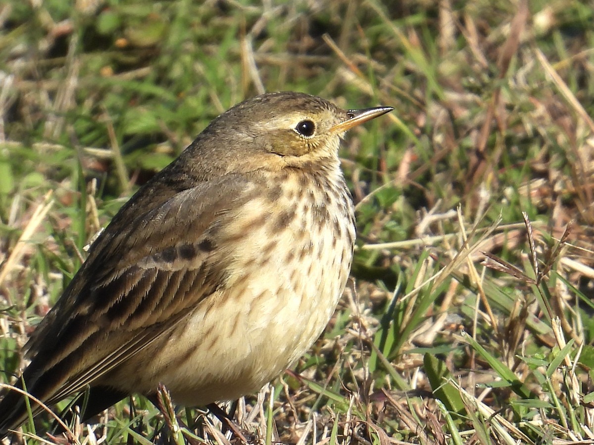American Pipit - ML646492516