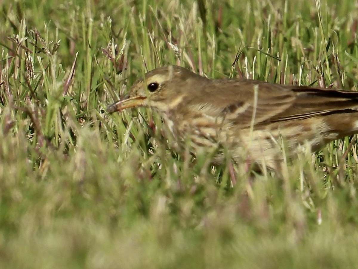 American Pipit - ML646492517