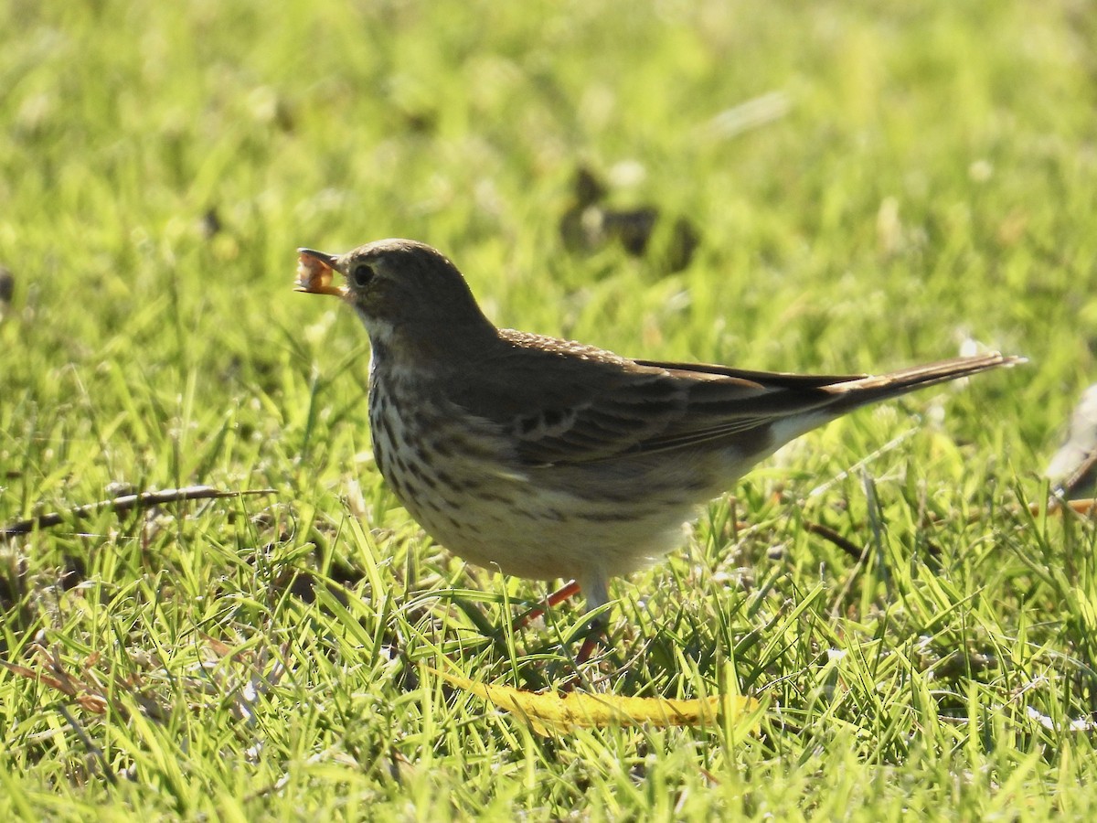 American Pipit - ML646492518