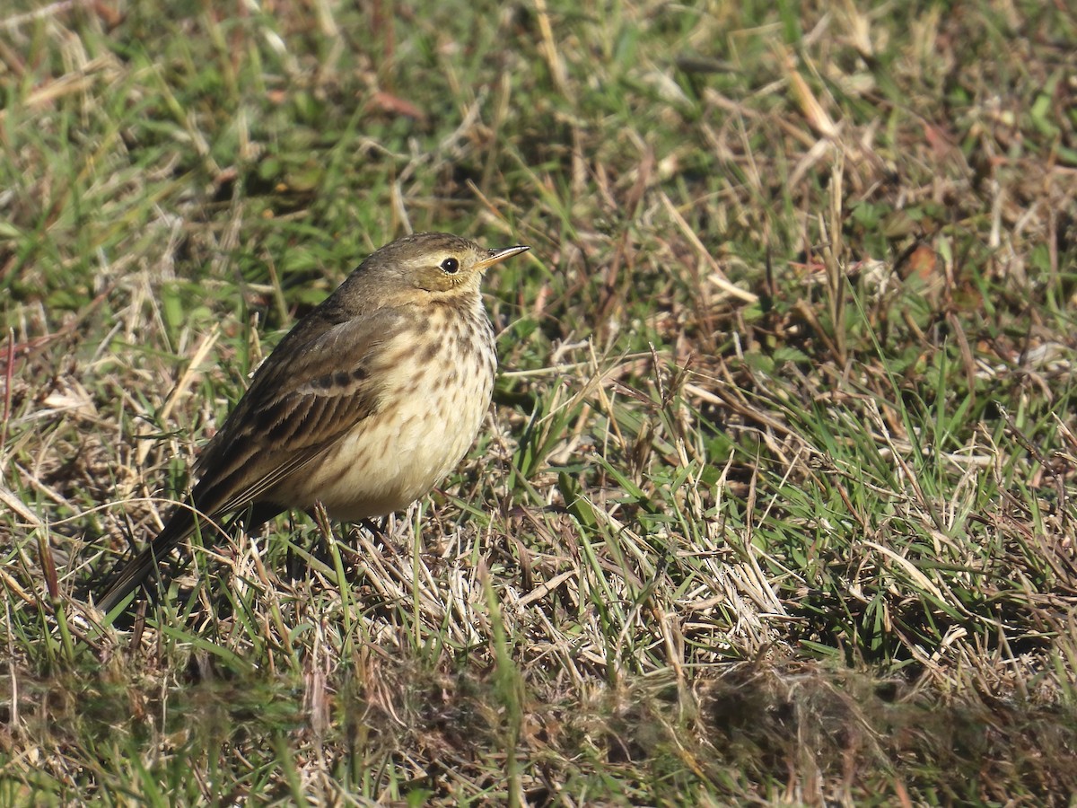 American Pipit - ML646492519