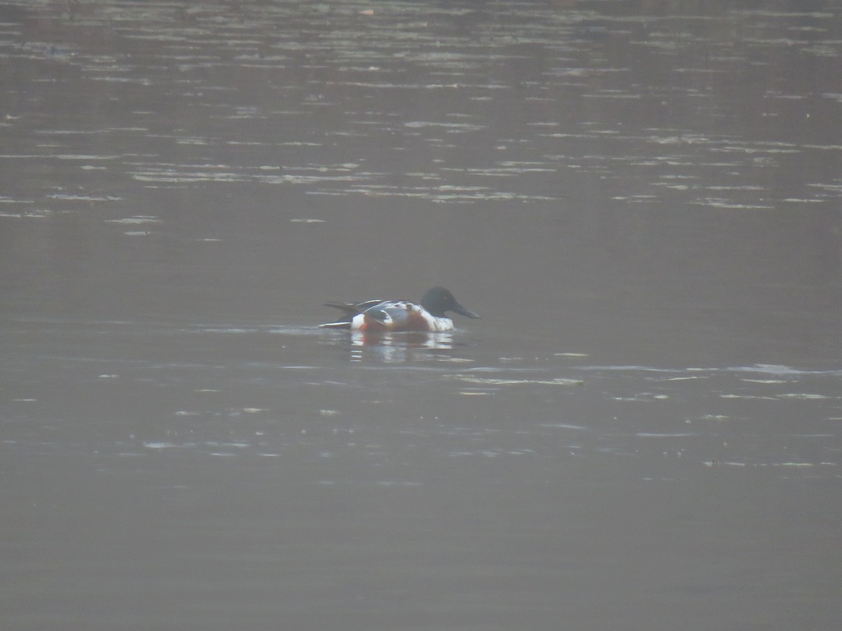 Халбага нугас - ML646492520