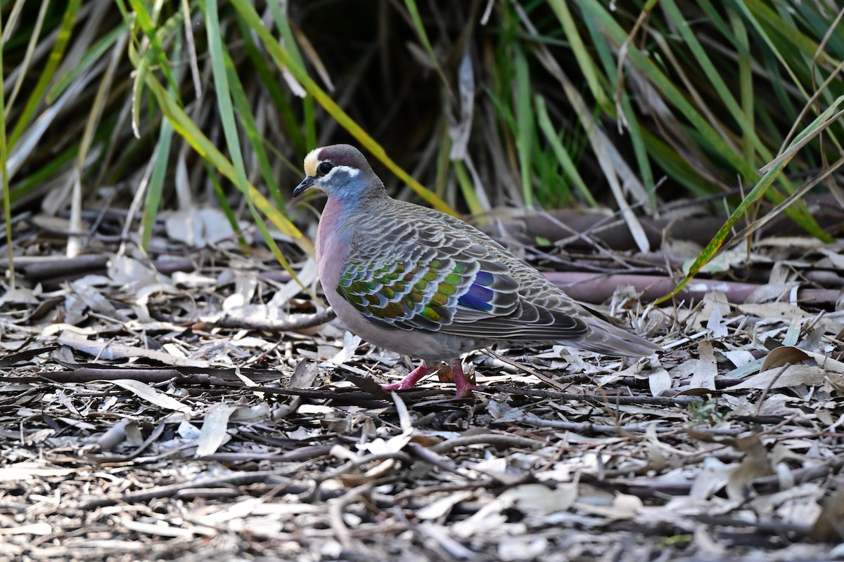 Common Bronzewing - ML646492527
