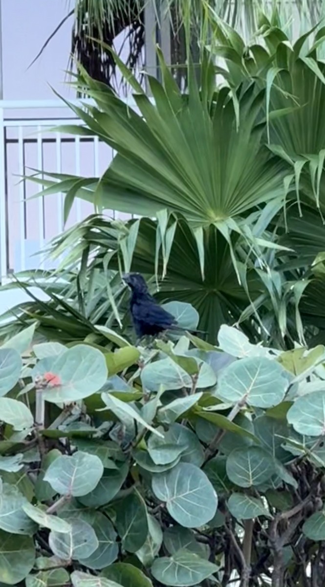 Düz Gagalı Ani - ML646492530