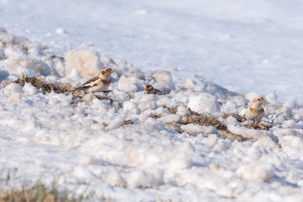 Snow Bunting - ML646492534