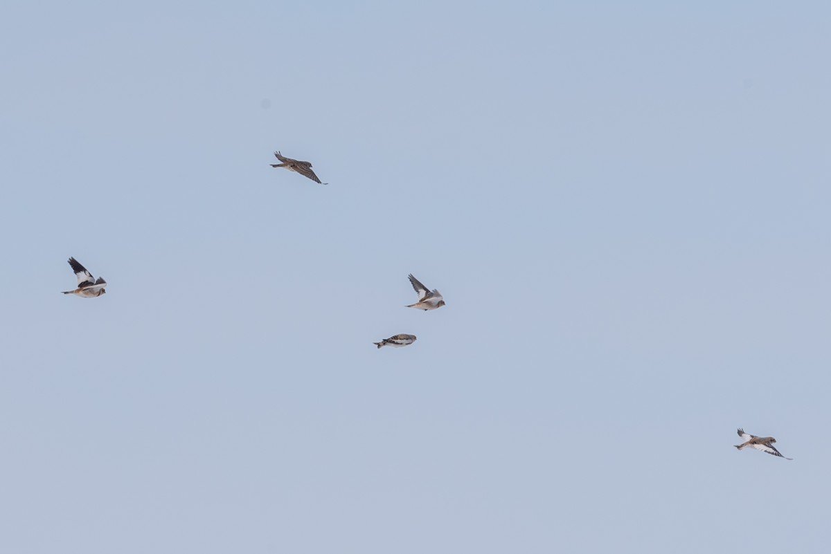 Snow Bunting - ML646492539