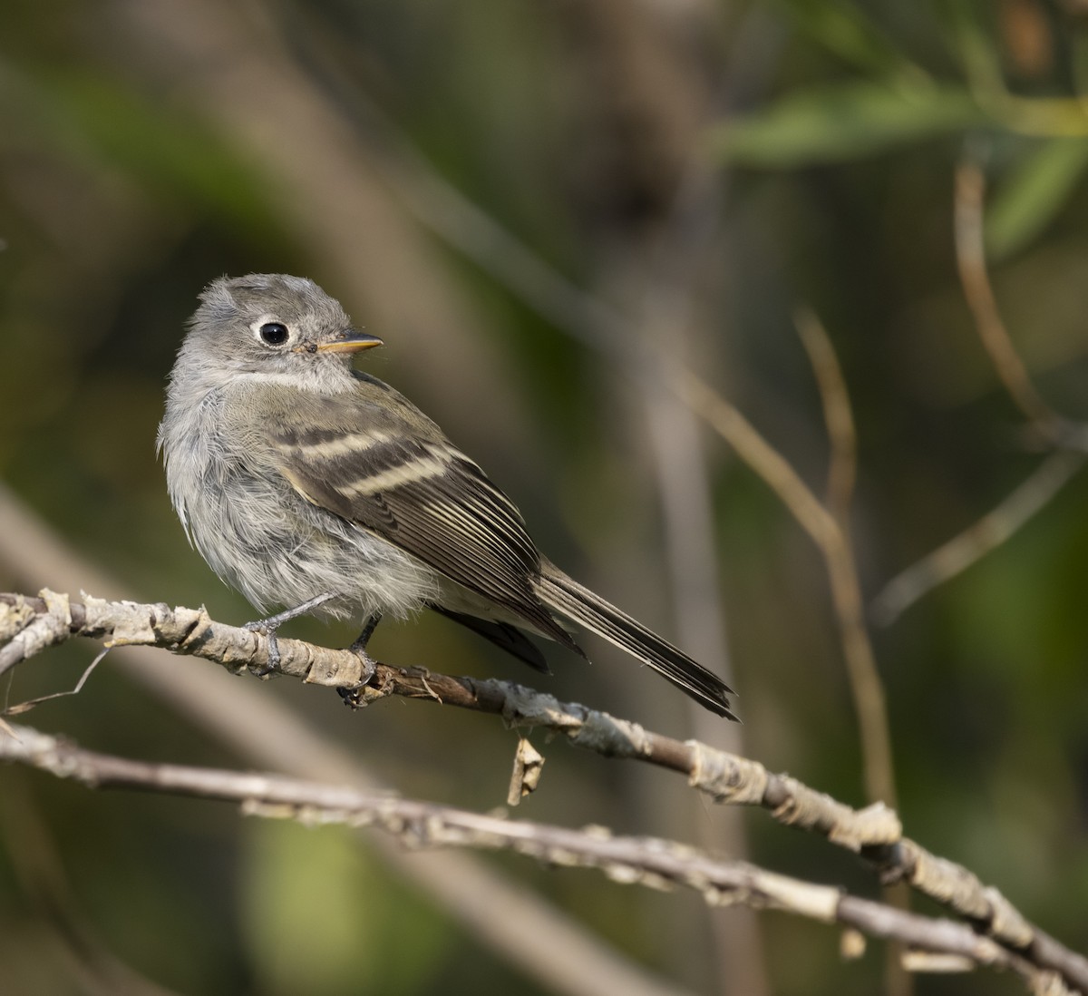 Dusky Flycatcher - ML646492540