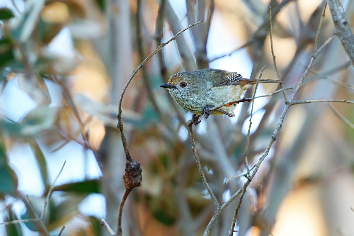 Шиподзьоб бурий - ML646492559