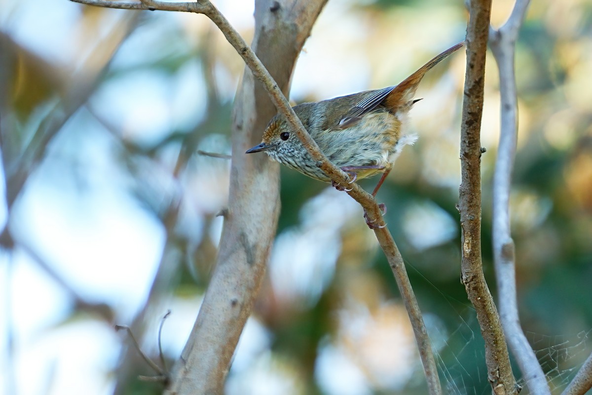 Шиподзьоб бурий - ML646492560