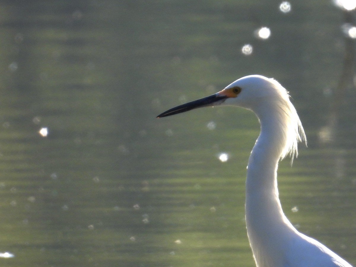 Snowy Egret - ML646492561