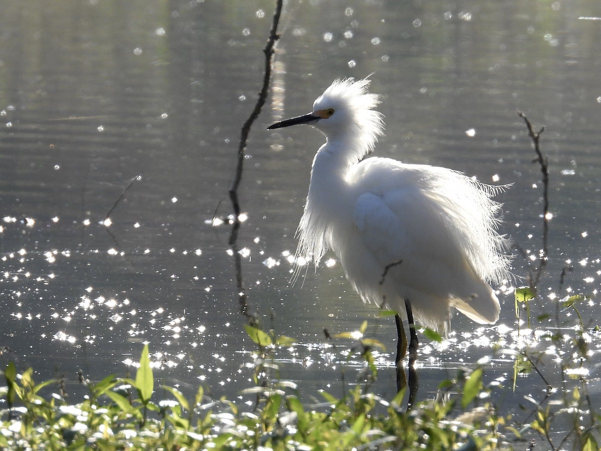 Snowy Egret - ML646492562