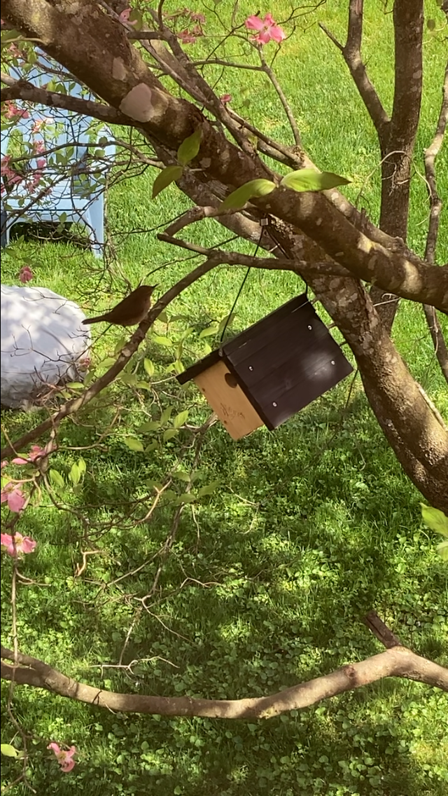 Northern House Wren (Northern) - ML646492565