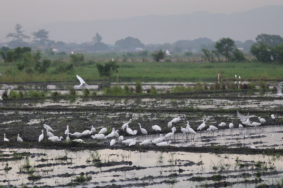 Little Egret - ML646492574