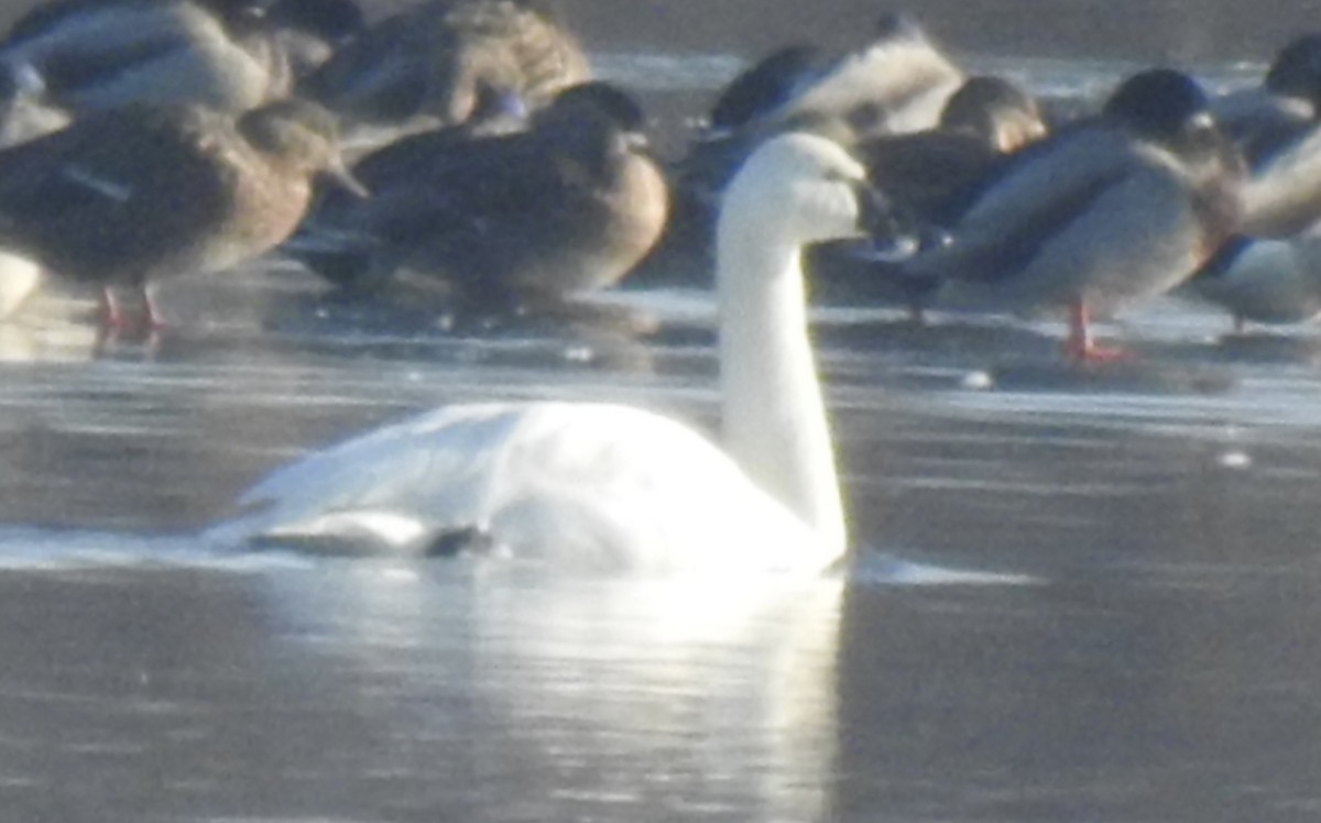 コハクチョウ - ML646492577