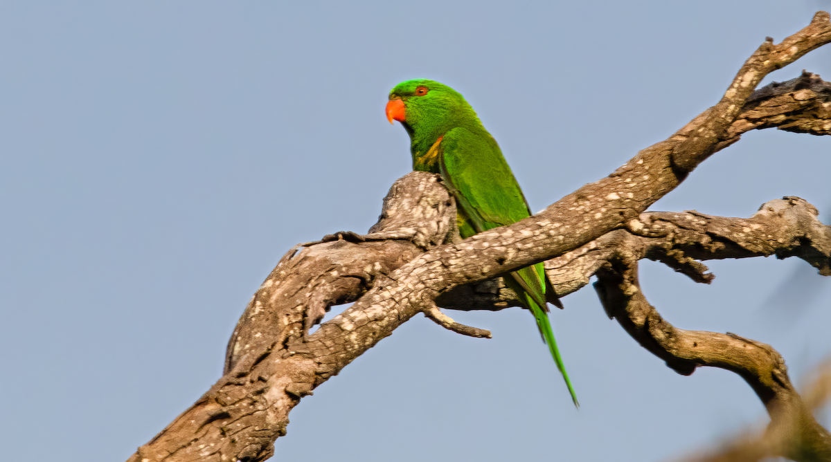 コセイガイインコ - ML646492578