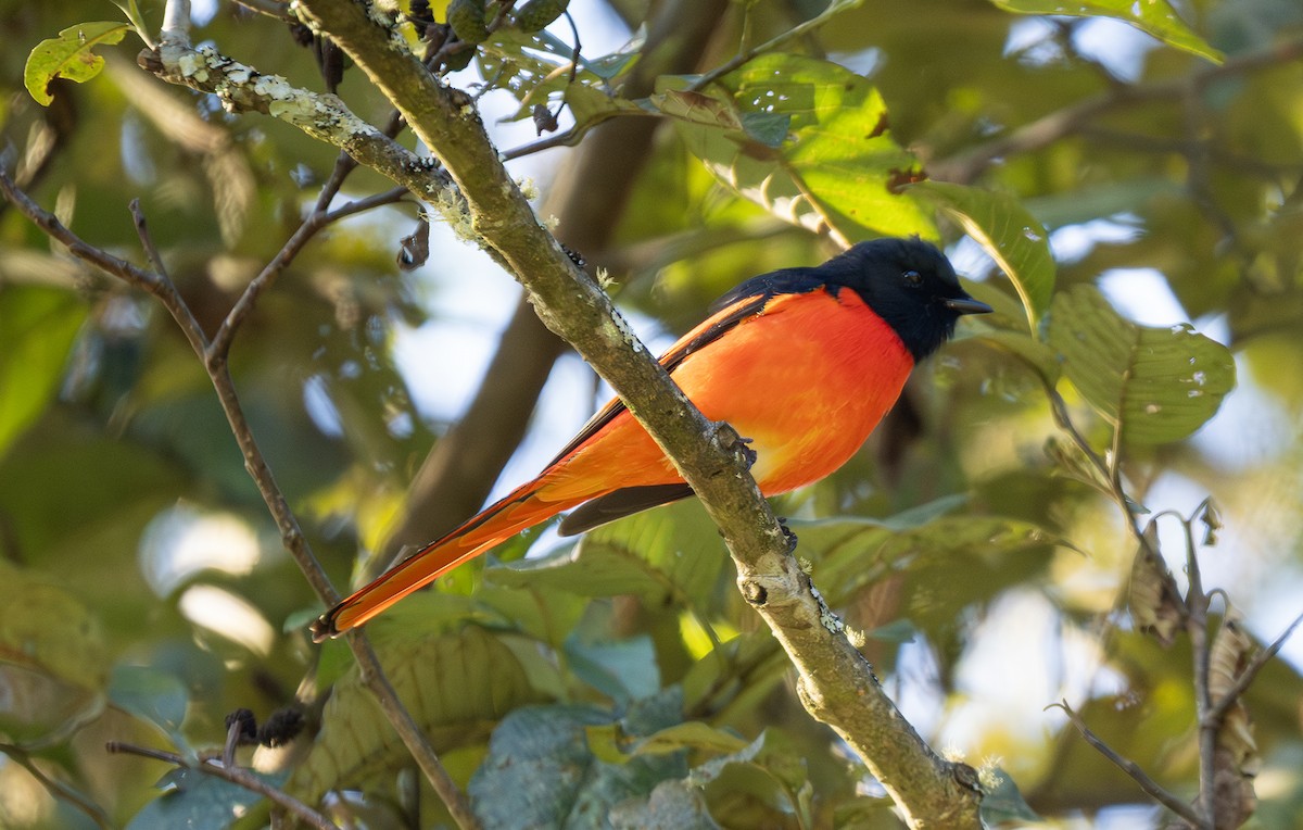 Long-tailed Minivet - ML646492586