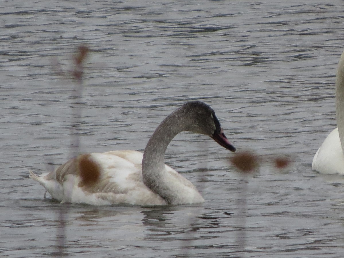 Trumpeter Swan - ML646492587