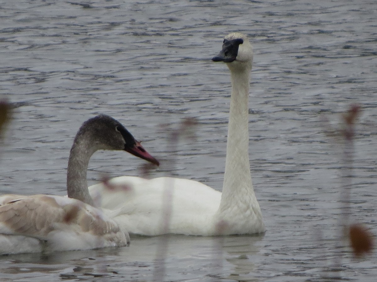 Trumpeter Swan - ML646492588