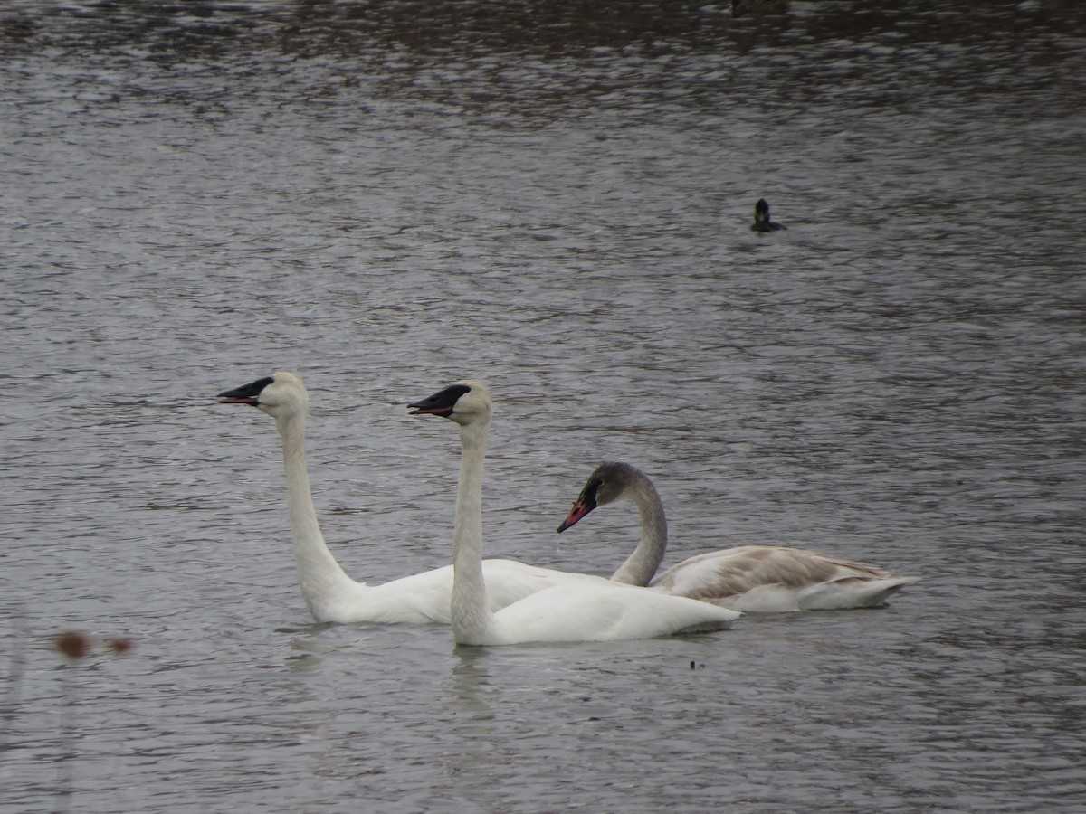 Trumpeter Swan - ML646492589