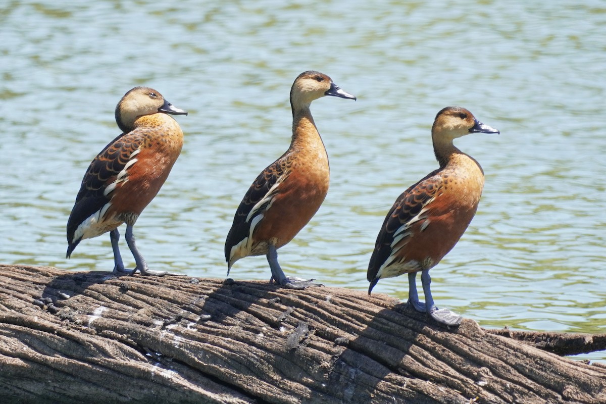 Wandering Whistling-Duck - ML646492591