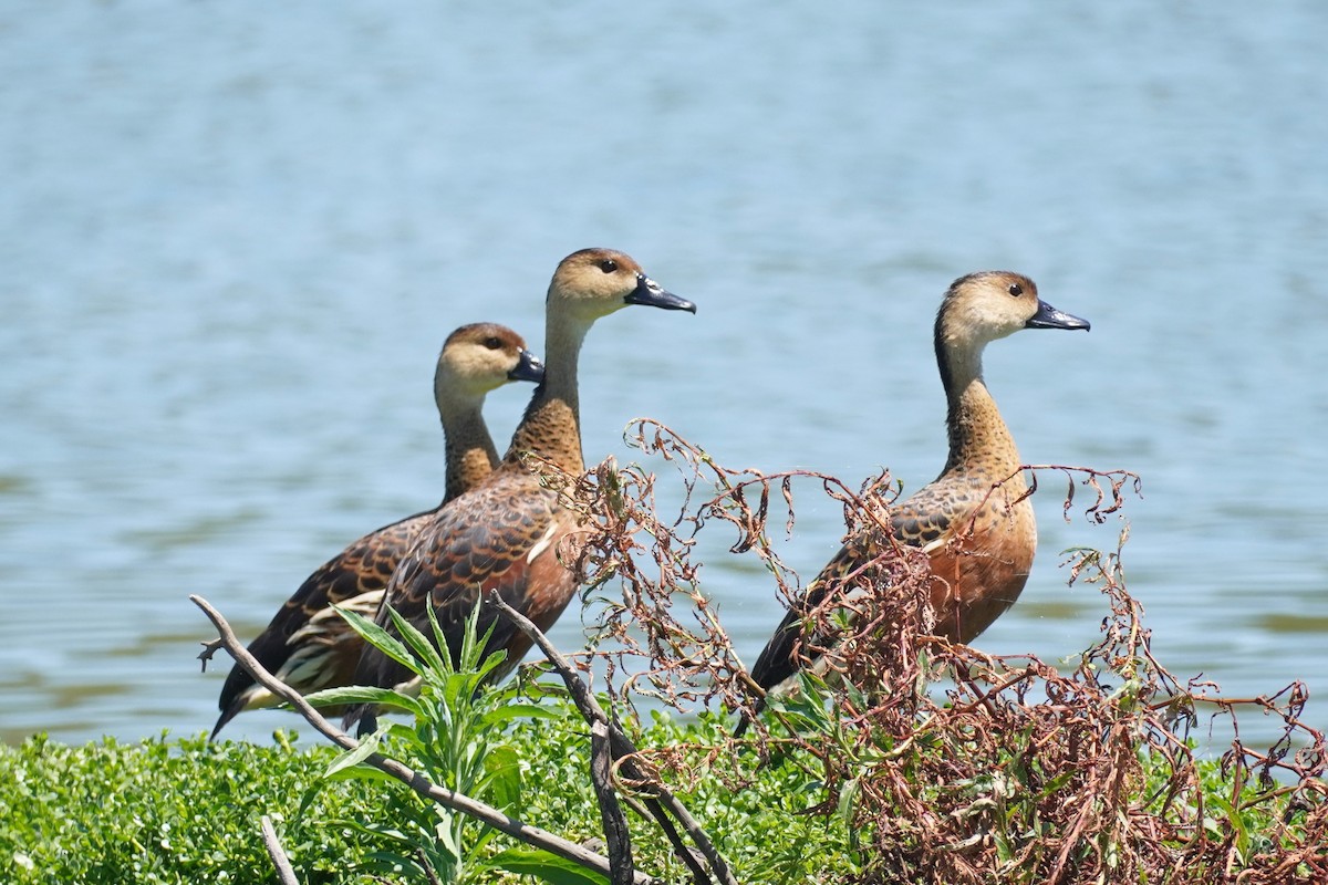 Wandering Whistling-Duck - ML646492592