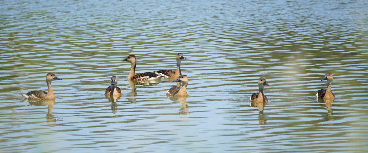 Wandering Whistling-Duck - ML646492593