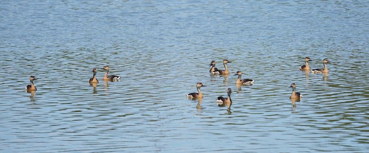 Wandering Whistling-Duck - ML646492594