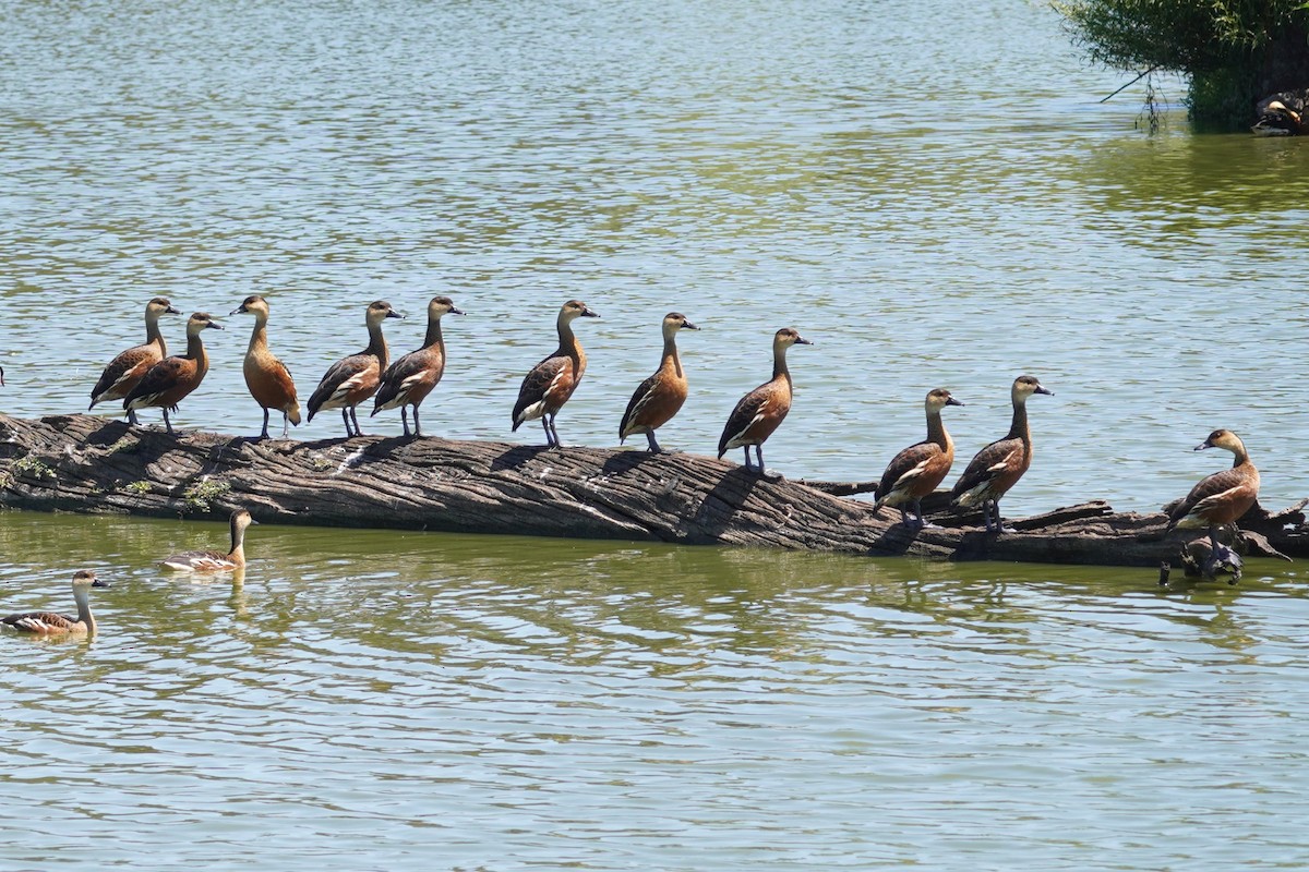 Wandering Whistling-Duck - ML646492595