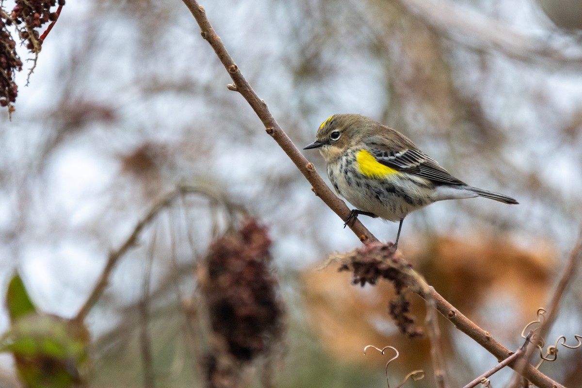 Yellow-rumped Warbler (Myrtle) - ML646492596